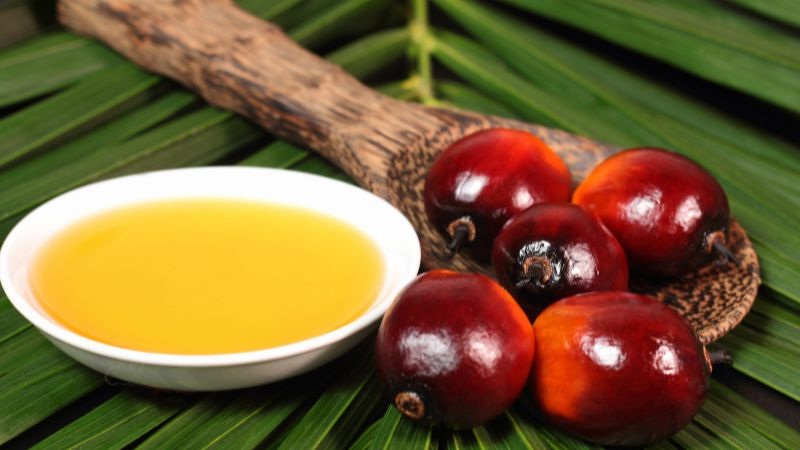 Dầu cọ