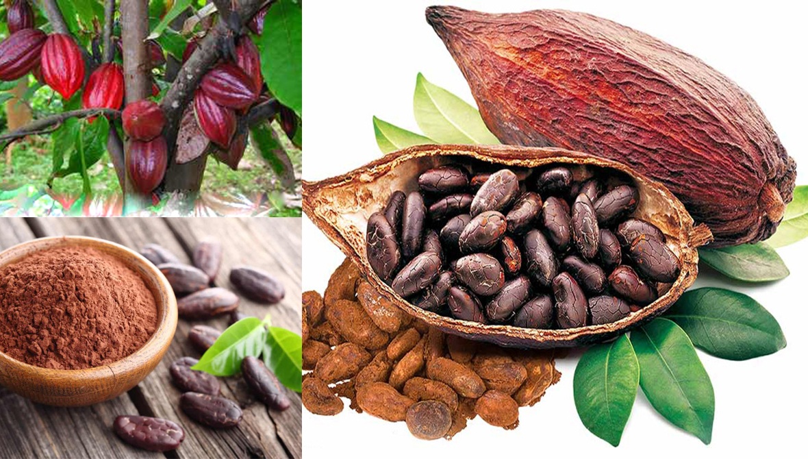 Lợi ích của socola